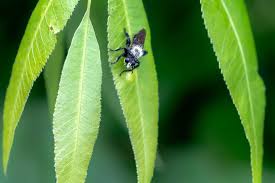 Colleyville nature center trail is a 2.1 mile moderately trafficked loop trail located near colleyville, texas that features beautiful wild flowers and is good for all skill levels. Hd Wallpaper Veins Leaf Plant Colleyville Colleyville Nature Center Wallpaper Flare