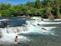 We did not find results for: Nature At It S Best Review Of Brooks Falls Katmai National Park And Preserve Ak Tripadvisor
