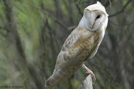Tyto is a genus of birds consisting of true barn owls, grass owls and masked owls that collectively make up all the species within the subfamily tytoninae of the barn owl family, tytonidae Barn Owl Tyto Alba Rough Legged Buzzard Tyto Alba Birdid S Bird Guide Nord University Birdid