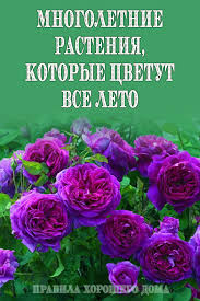 какие цветы посадить на даче чтобы цвели все лето Mnogoletnie Rasteniya Kotorye Cvetut Vse Leto Geranium Plant Potted Trees Flower Decorations