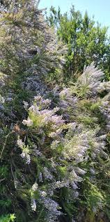 Image result for Fabiana imbricata