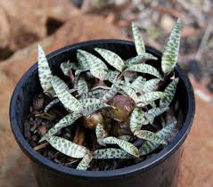 Image result for Ledebouria Unidentified sp. no1.