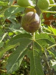 Figuier Osborn S Prolific Ficus Carica Osborn S Prolific Le Jardin Du Pic Vert