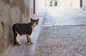 Feral cats may breed over dozens of generations and become an aggressive apex predator in urban. 6 Common Misconceptions About Feral Cats
