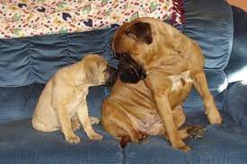 Pandora Bullmastiffs Akc Bullmastiff Puppies Bullmastiff Breeders Bullmastiff Bull Mastiff Bull Mastiff Dogs Mastiff Dogs