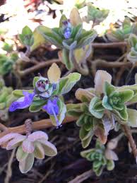 Image result for Aeollanthus repens