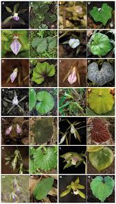 Image result for Nervilia sp.no.4