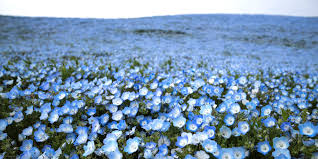 Check spelling or type a new query. These Breathtaking Flower Fields Are Covered With Millions Of Blue Nemophila Blossoms Better Homes Gardens