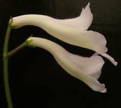 Image result for Streptocarpus montis-bingae