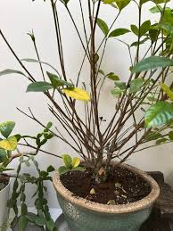 Image result for Thomandersia