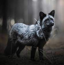 Beautiful Wildlife Black Fox By C Iza Lyson Pet Fox Animals Wild Wild Dogs