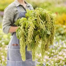 Image result for Amaranthus