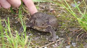 Da musste bruno homberg in seinem garten in der horlecke in menden schon genauer hinsehen, um dieses gebilde, was sich später als erdkröte entpuppte, zu entdecken. Abwehrverhalten Der Erdkrote Youtube