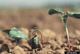 Image result for tomato seedling damping off