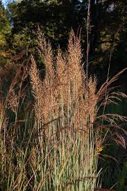 Image result for Sorghastrum nudipes