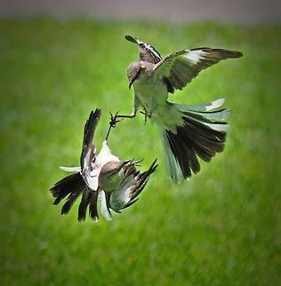 Northern mockingbird (Mimus polyglottos) - JungleDragon