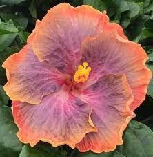 Gator Pride Hibiscus Big Bad Flower Hibiscus Flowers Delivered Beautiful Flowers