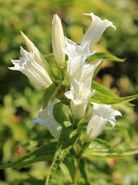Image result for Gentiana asclepiadea alba