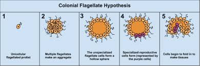 What is single celled fungi? Multicellular Organism Wikipedia