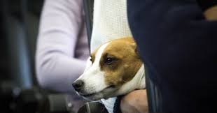 Opinion Stop Spoiling Emotional Support Animals For People Who Need Them Emotional Support Animal Pet Travel Support Animal