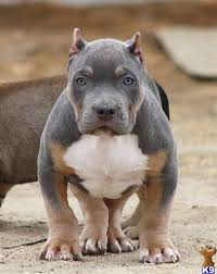 Check spelling or type a new query. Tri Color Pitbull Puppies For Sale Off 72 Www Usushimd Com