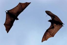 Look up part pricing and descriptions for service replacement parts for most milwaukee tools. 4 Lakes Pest Control I Pest Removal Palmyra Wi