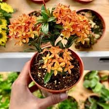Image result for Ixora hartiana