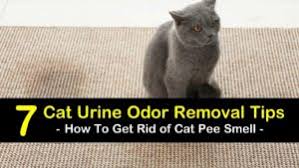 7 Simple Ways To Get Rid Of Cat Pee Smell