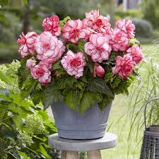 Image result for Begonia rumpiensis
