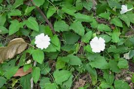 Image result for Thunbergia annua