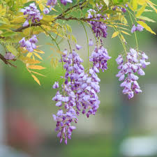 Image result for Wisteria