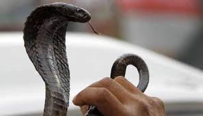 Check spelling or type a new query. Most Venomous Snakes In The World Read Here World News Zee News