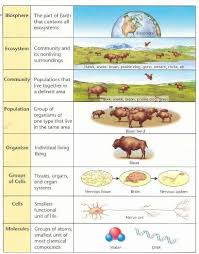 Biology Levels Of Organiation Biology Worksheet Biology Levels Of Organization Biology