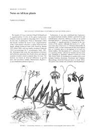 Image result for Cyphostemma schlechteri