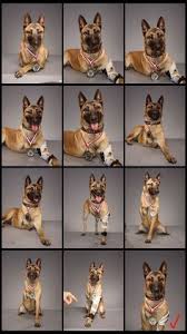 Behind The Cover Martin Schoeller And The Three Legged Dog Military Working Dogs Military Dogs War Dogs