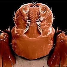 Rocky Mountain Wood Tick Google Search Wood Tick Ticks End Of Winter