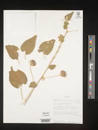 Image result for Abutilon englerianum