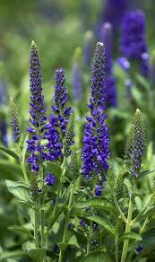 Image result for Veronica abyssinica