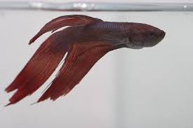 Curing Dropsy In Betta Fish Betta Fish Care Betta Fish Betta Fish Care Betta