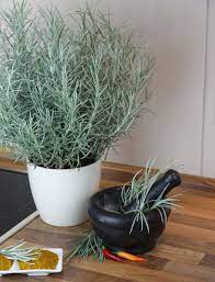 Für mich persönlich riecht die pflanze nicht im geringsten nach curry Currykraut Pflanzen Pflegen Und Ernten Mein Schoner Garten