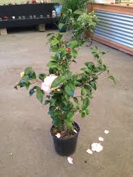 Camellia Bush Dr Tinsley Bob Wines Camellia Gardens Ocala Fl Camellia Plants Flowers
