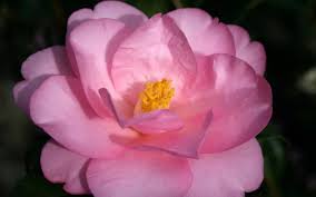 Taylor S Perfection Is A Splendid Hybrid Camellia Producing An Abundance Of Large Soft Pink Semi Double Flowers Outlined In A D Flower Outline Shrubs Camellia