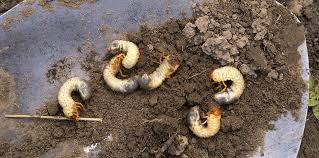 Is that grub is (countable) an immature stage in the life cycle of an insect; The Importance Of Grub Control Smart Earth Sprinklers Austin Sprinkler Irrigation Services