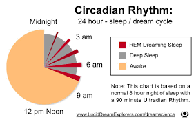 circadian rhythm pie chart with ultradian rhythms included