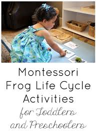 I think the toddler frog life cycle materials are great for preschoolers, too. Montessori Frog Life Cycle Activities For Toddlers And Preschoolers