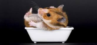 Darf Man Goldhamster Waschen Bzw Baden