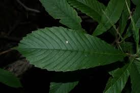 Image result for Tetracera