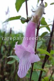 Image result for Ceratotheca triloba