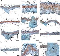Image result for Petalidium englerianum