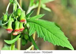 Image result for Crepidorhopalon flavus